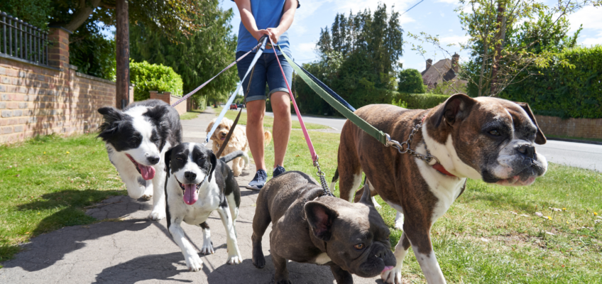 Promoting a dog walking business